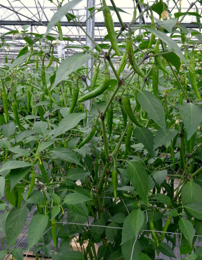 Bhaktapur chilli plant