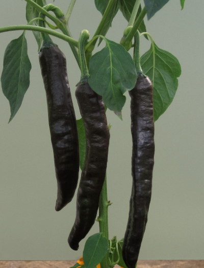 chilaca chilli