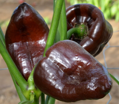 mulato chillies