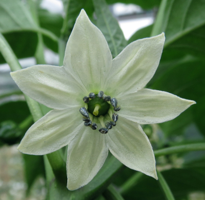 mulato chilli flower