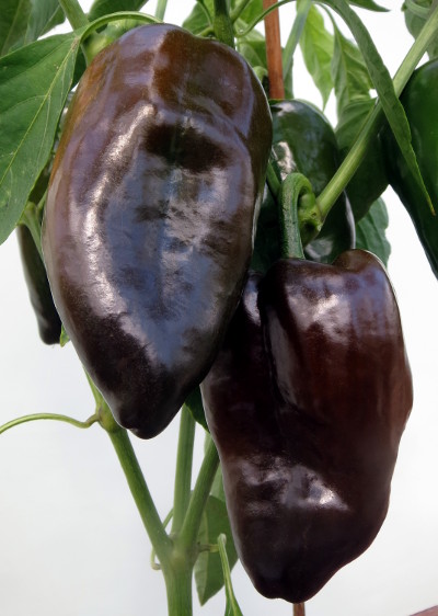 ripe mulato chillies