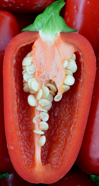 chilli structure