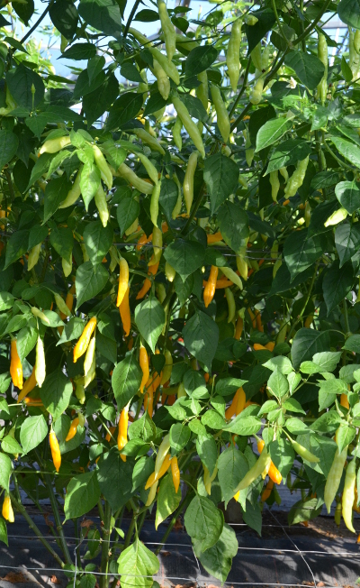 Madre Vieja chilli plant