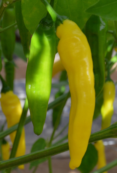 Russian Yellow chillies