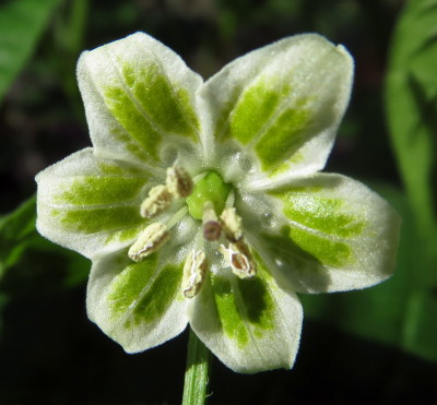 Russian Yellow flower