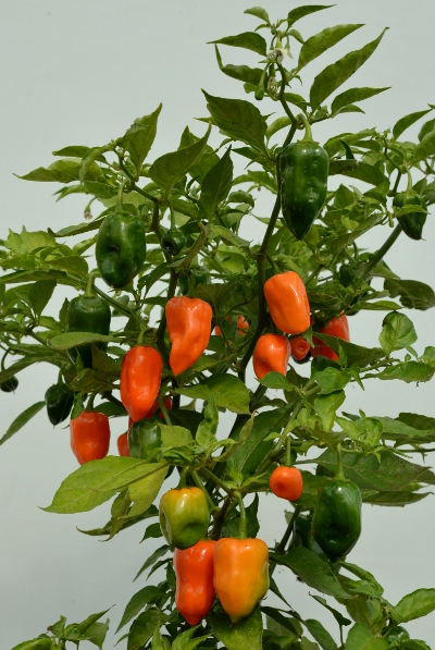 orange habanero pot plant