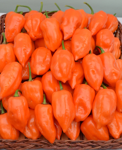 orange habanero chillies