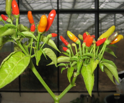 tabasco chillies