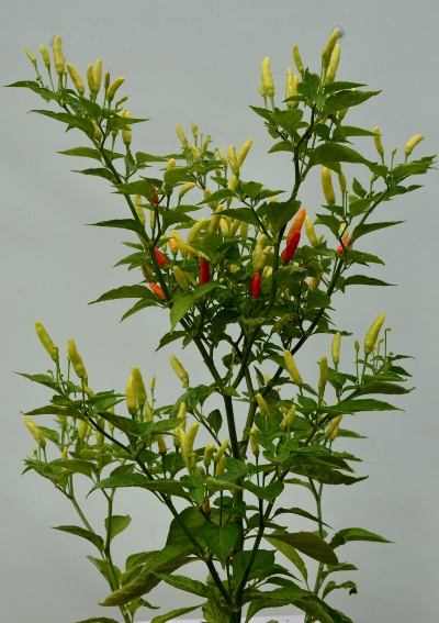 tabasco plant