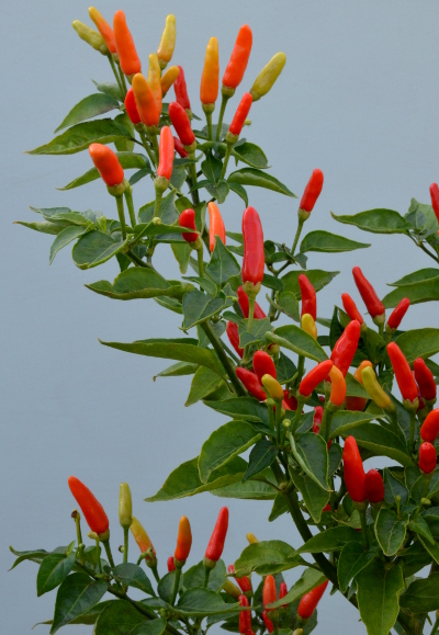 tabasco chillies