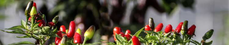 Capsicum annuum 'Hot Thai AGM'