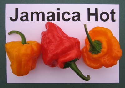 Jamaica hot chillies