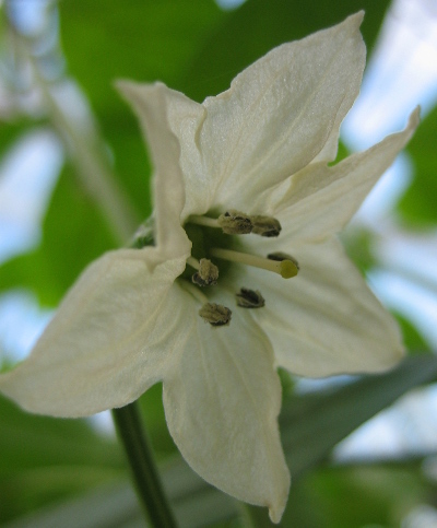 Jamaica hot chilli flower