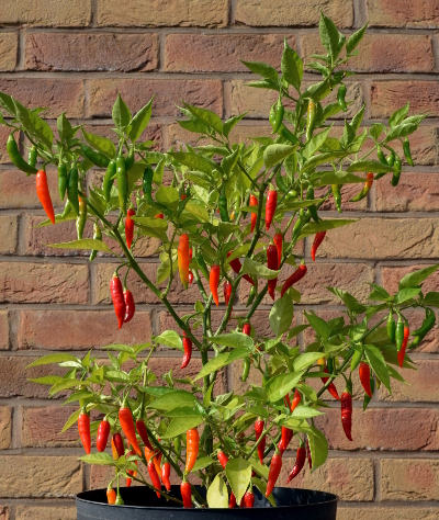 Julio chilli plant