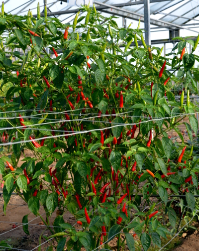 Lancer chilli plant