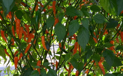 Slowburn plant