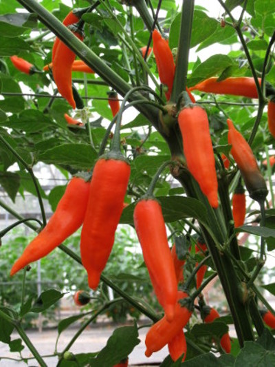 Slowburn chillies