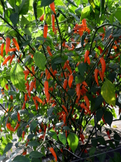 Capsicum hybrid Slowburn