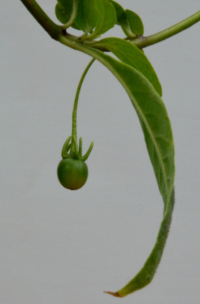 C. lanceolatum chilli