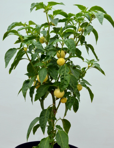 White Cherry chilli plant