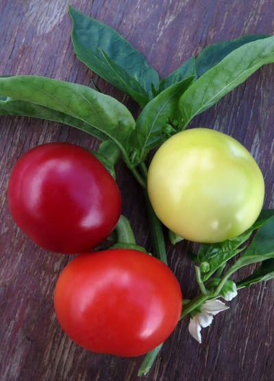 White Cherry chillies