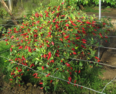 Hot Thai chilli plant