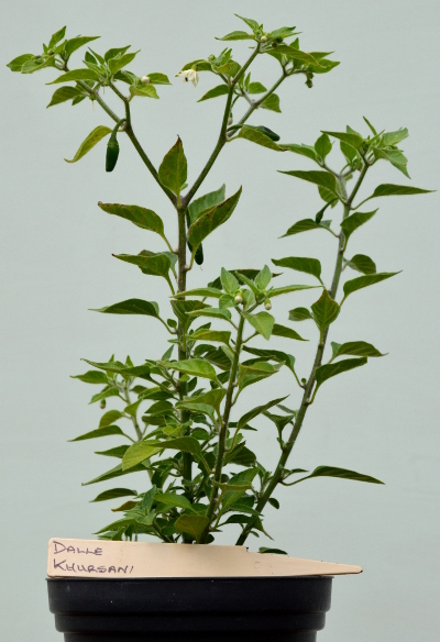 Dalle Khursani pot plant