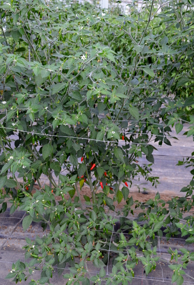 Dalle Khursani chilli plant