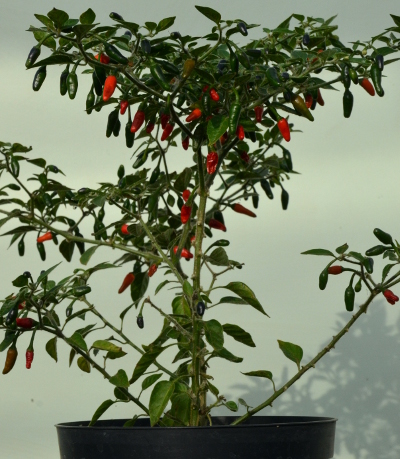 Dalle Khursani chillies