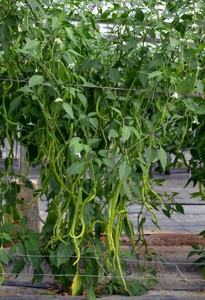 Thunder Mountain Longhorn chillies