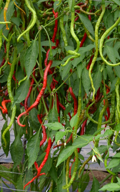 Thunder Mountain Longhorn chilli plant