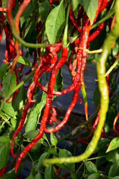 Thunder Mountain Longhorn ripe chillies