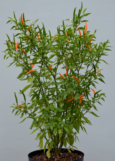 Orange Tyger chilli plant