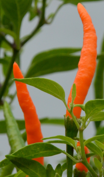Orange Tyger chillies