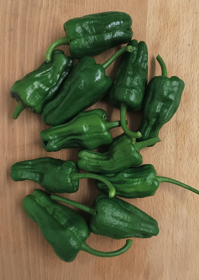 Padrón chillies