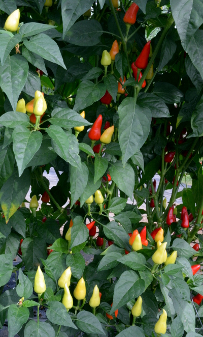 Turkish Pickling chilli plant