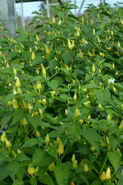 Turkish Pickling Pepper