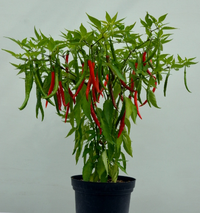 Pusa Jwala pot plant