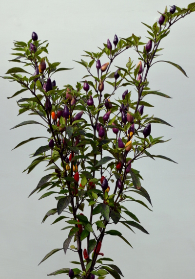 Bolivian Rainbow chilli