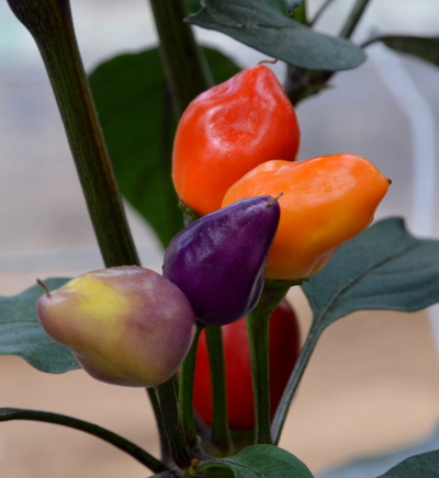 Bolivian Rainbow chillies