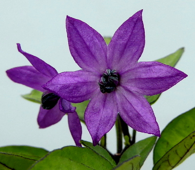 bolivian rainbow flower