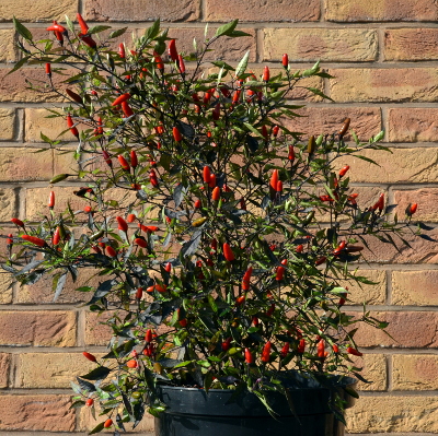 Zimbabwe Black pot plant