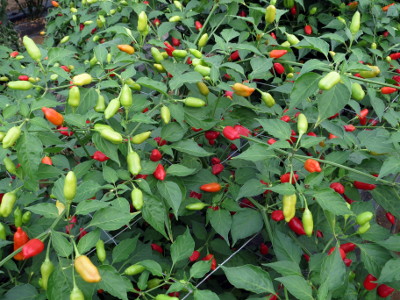 Aji Benito plant