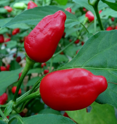 Aji Benito chillies