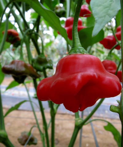 Bishops Crown chillies