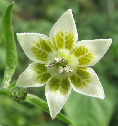 Bishops Crown flower