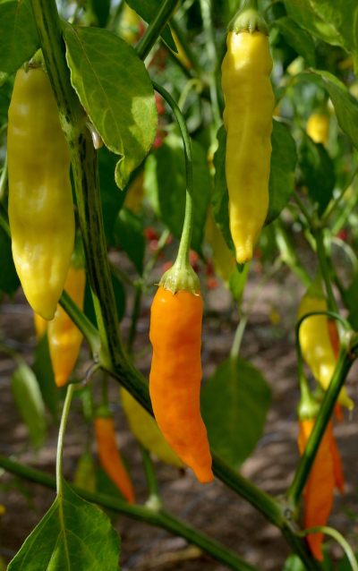 Havana Gold chilli plant