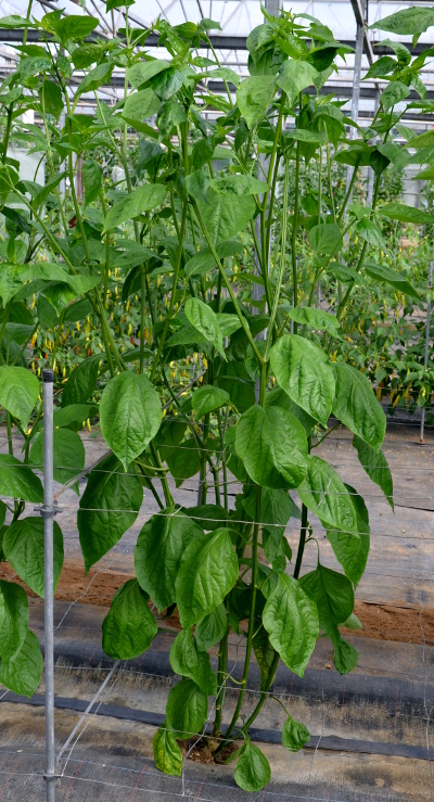 Starfish chilli plant