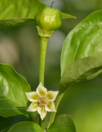 Yellow Starfish flower