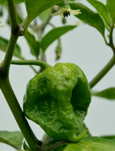 7 Pot Primo unripe chilli